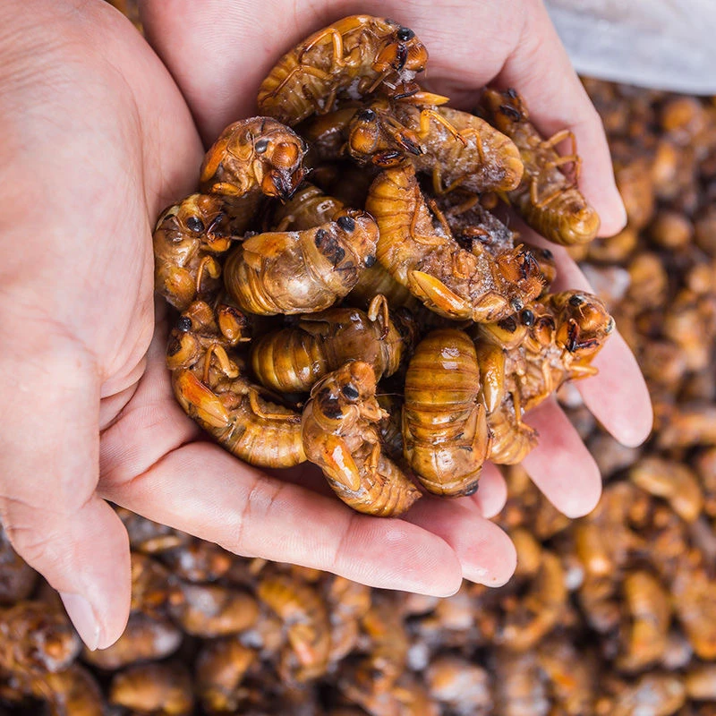 【顺丰包邮】速冻新鲜知了猴中蝉可烧烤包邮油炸W