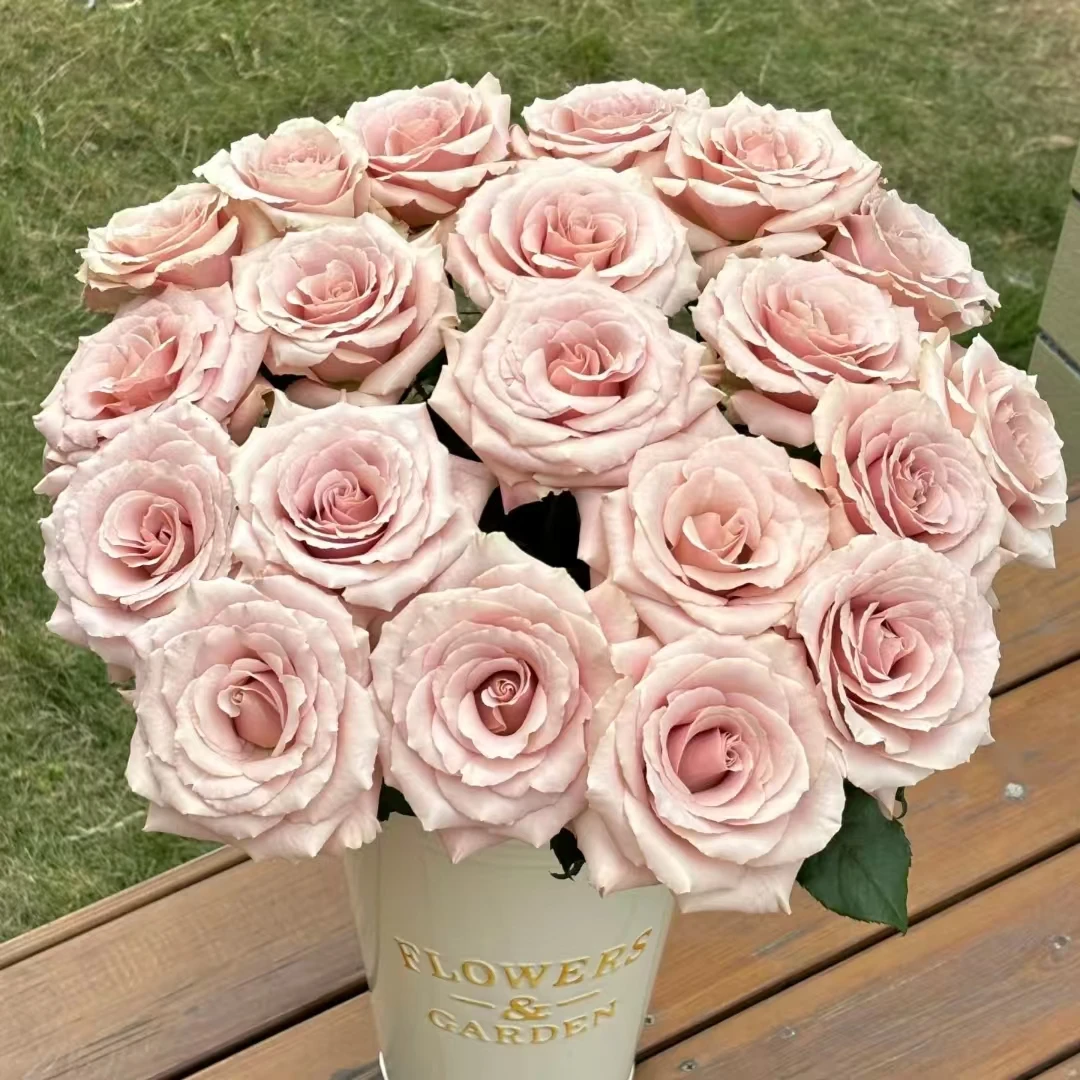 【流沙 单头玫瑰花】10枝昆明鲜花批发次日达顺丰包邮到家 冷丰鲜花基地直发