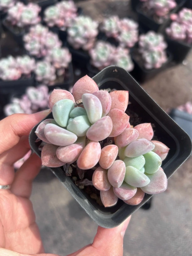 多肉 花斑路 双头起 小货 凑单不包邮