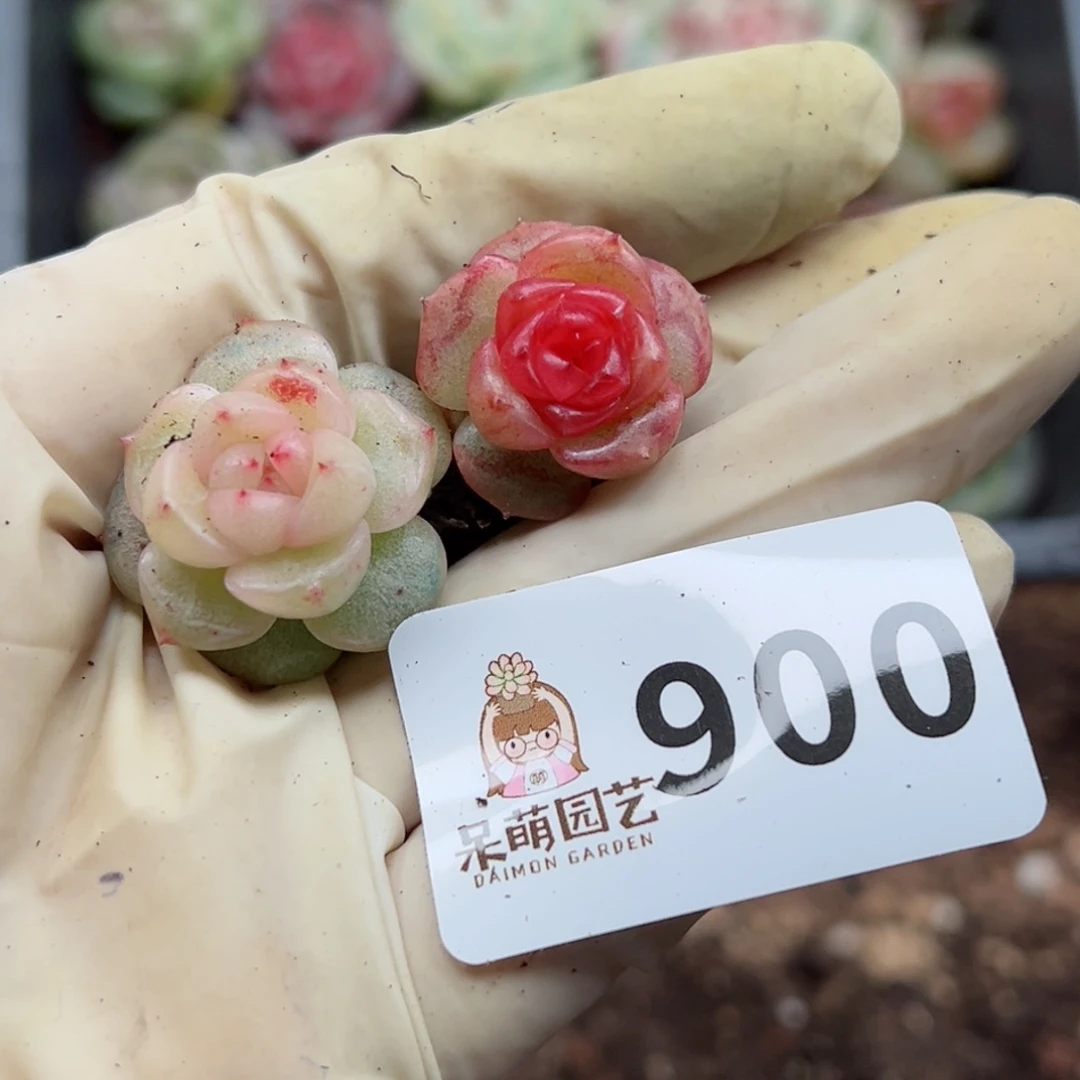 c****》多肉植物多肉植物