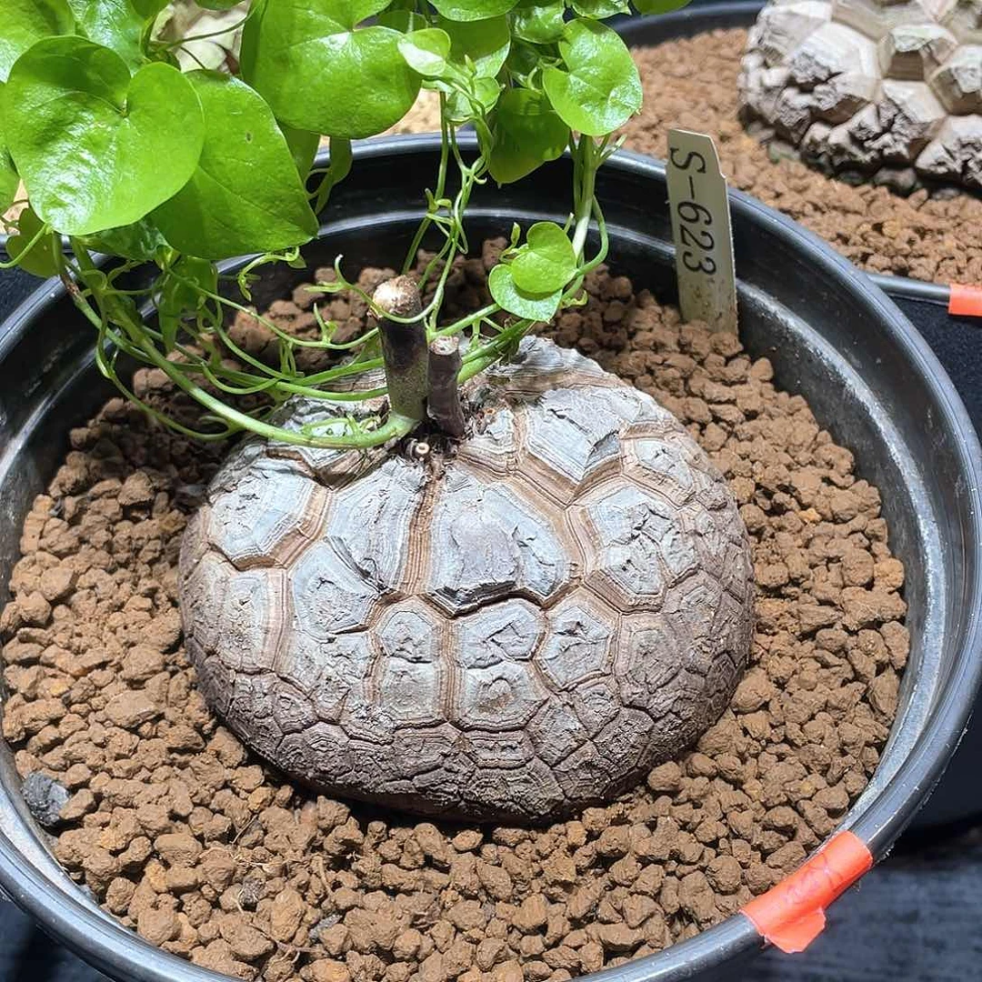 623号龟甲龙10.8公分