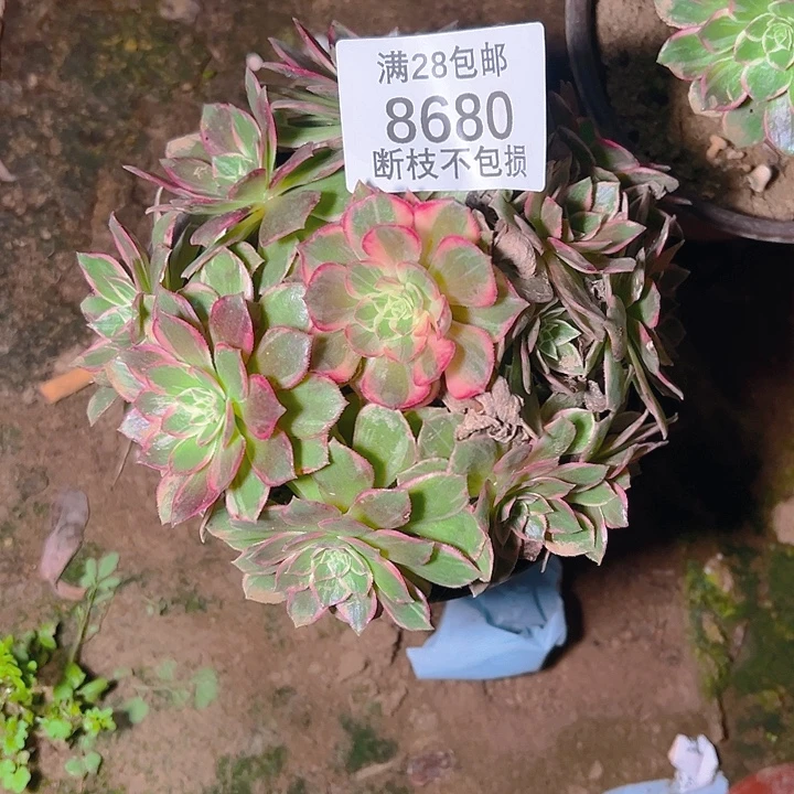 8680万花筒多肉植物