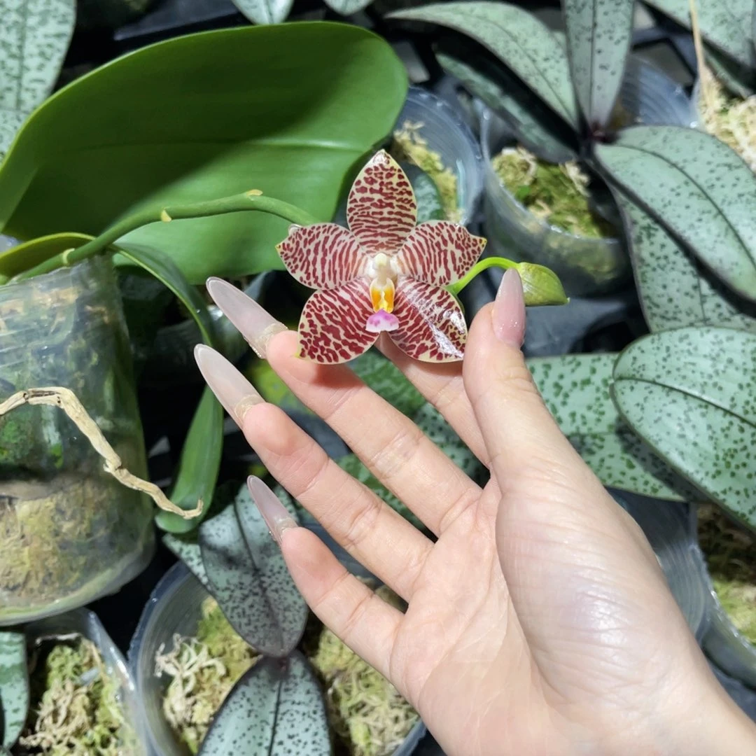 完全开放蝴蝶兰原生