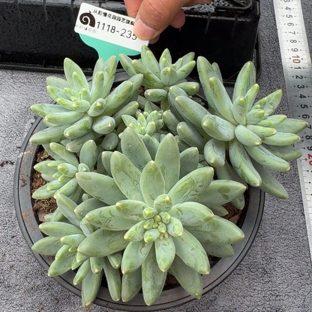 从前慢花园多肉编号1118-235
