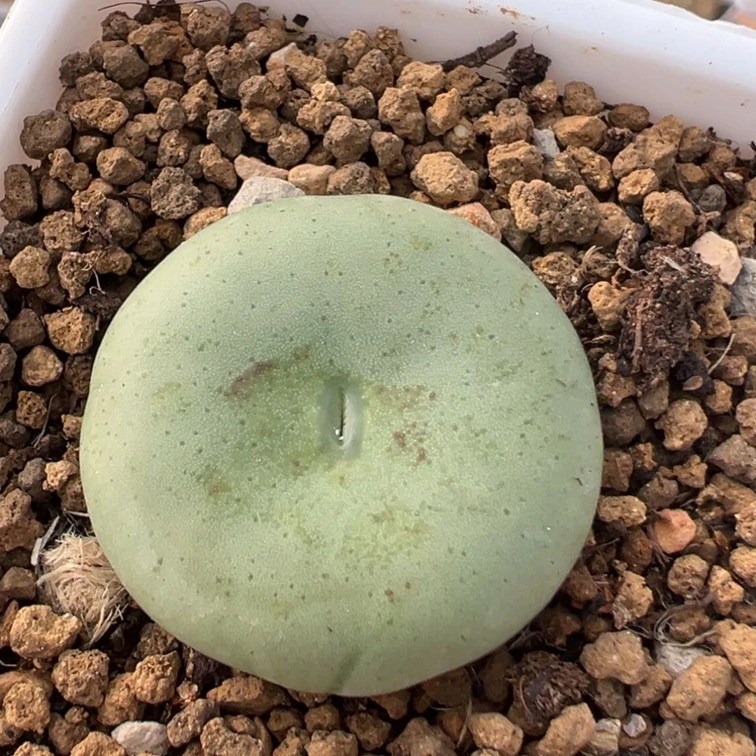 143多肉植物百科植物