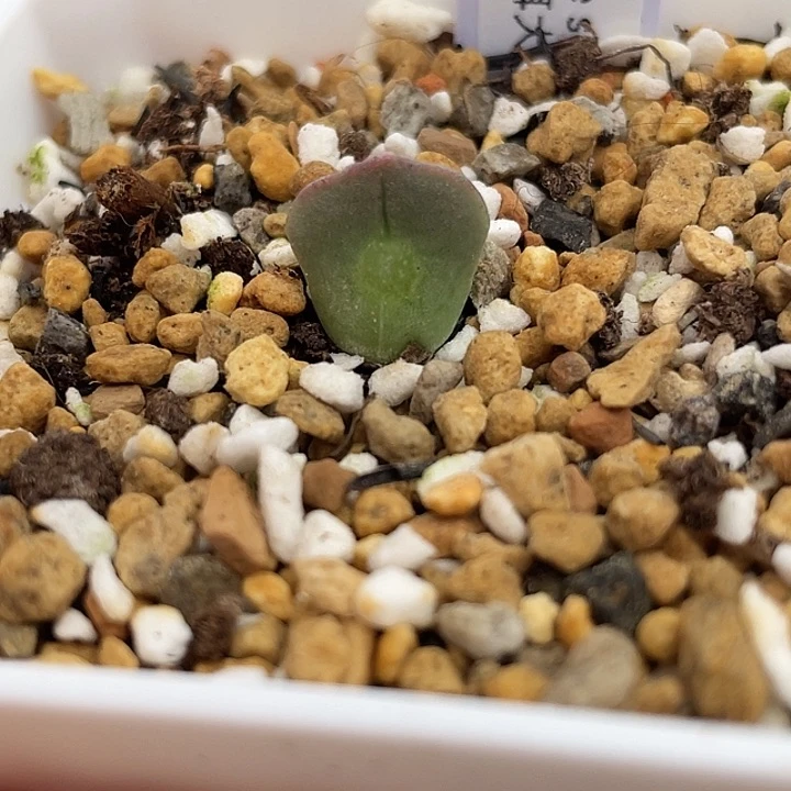 TS 短耳大眼睛 6-2-L8