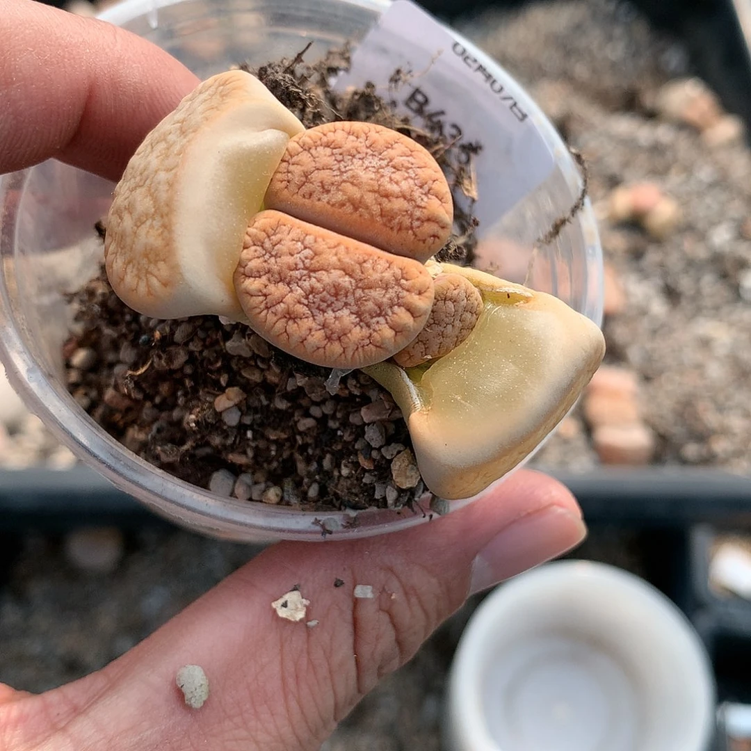 B435多肉植物保护