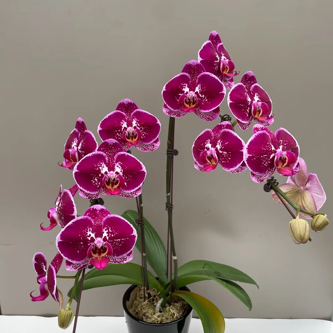 魅力两支花剑蝴蝶兰 年宵花盆栽花卉多年生室内阳台易养护爆花强