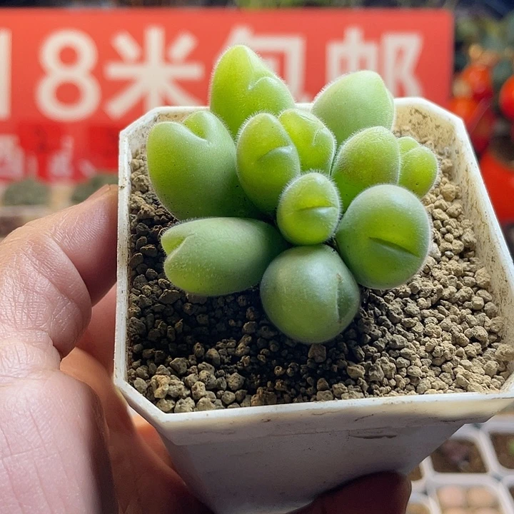 佳人园艺多肉生石花毛翠滴25