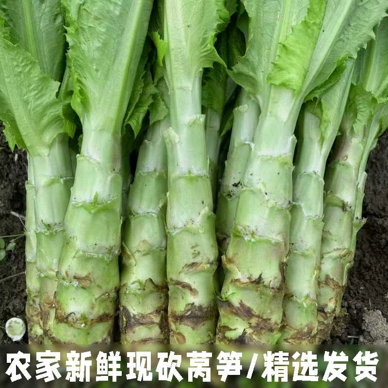 湖北农家莴笋当季蔬菜新鲜鲜莴笋白笋莴笋嫩莴苣自种现摘脆爽