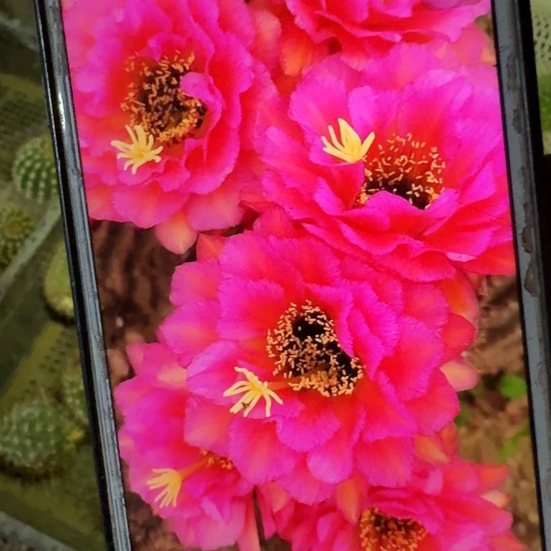 音符侧芽5公分毛花柱