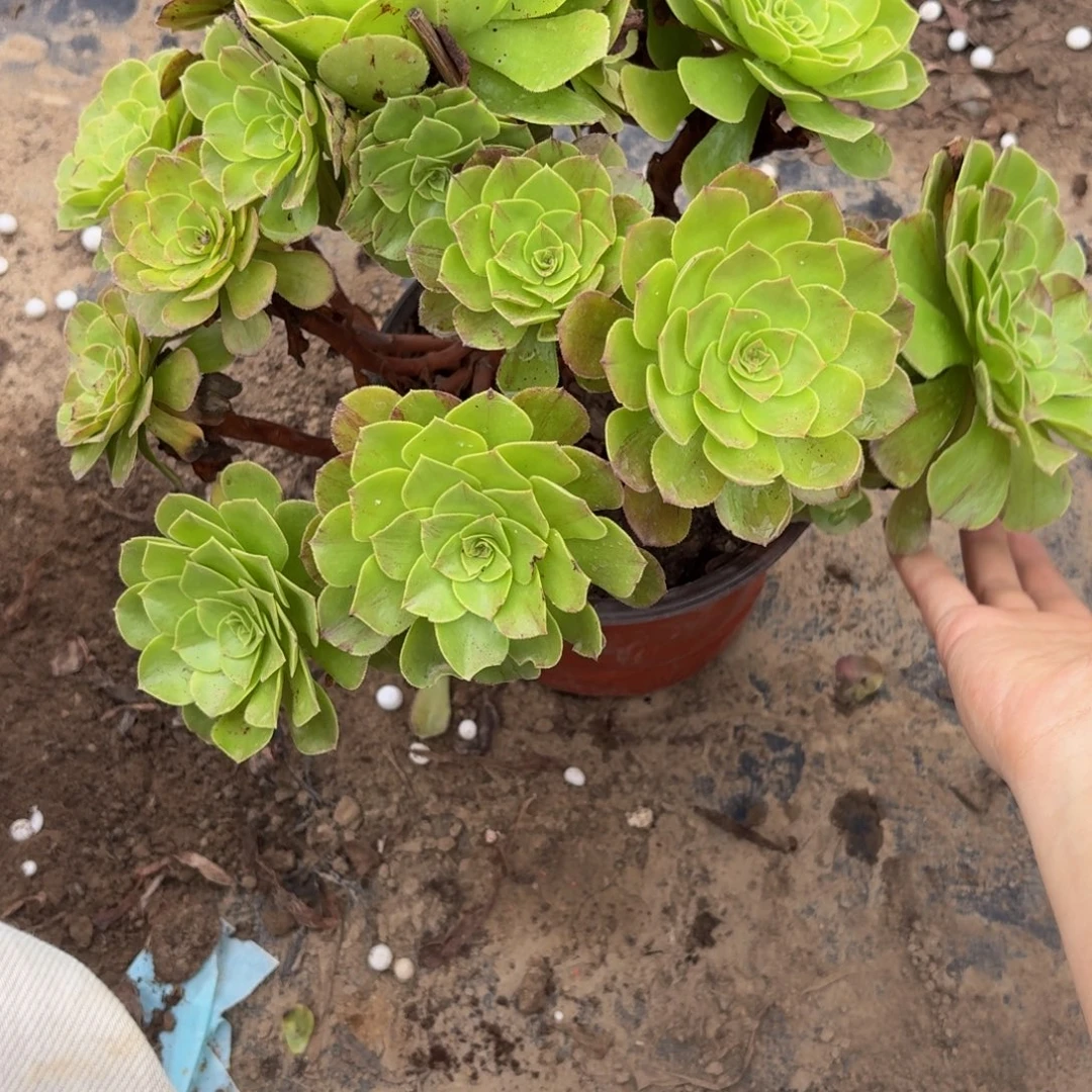 874多肉植物捧花的