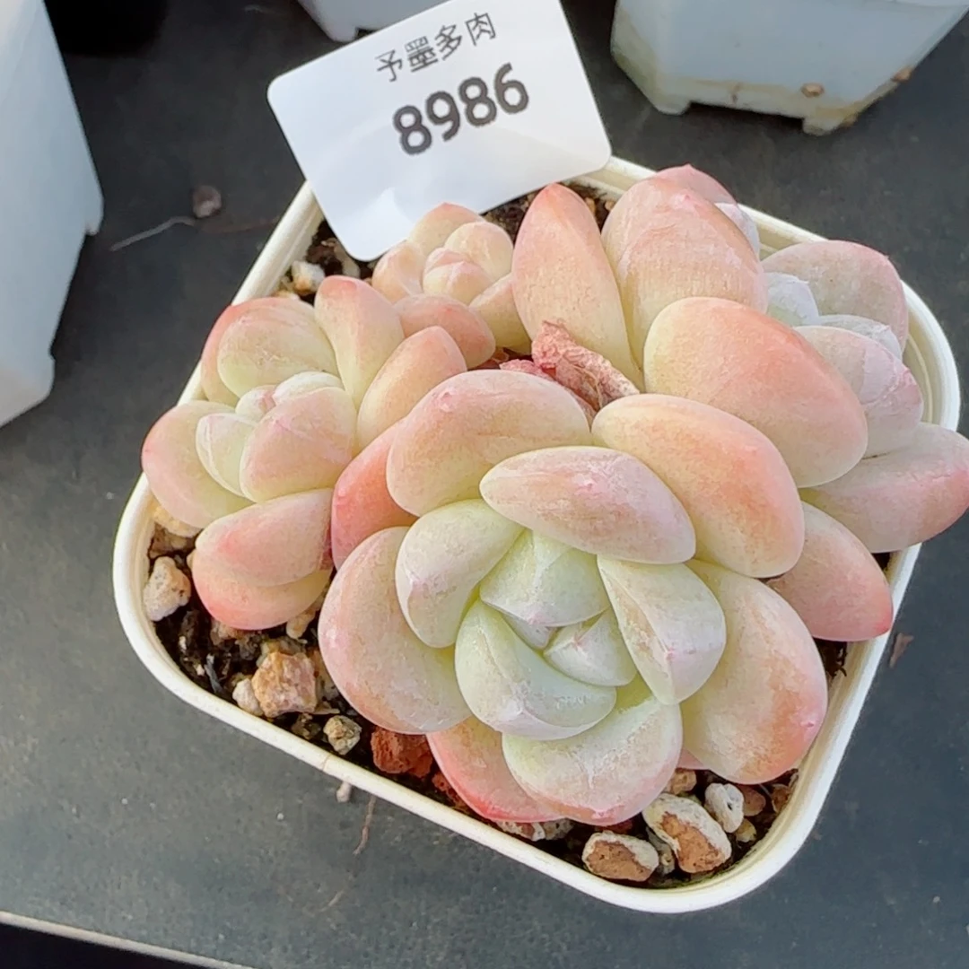 冰玉，8986多肉植物