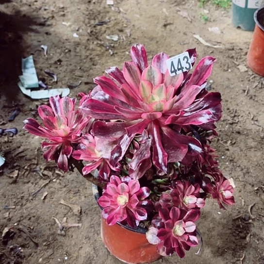 443美杜莎老桩法师