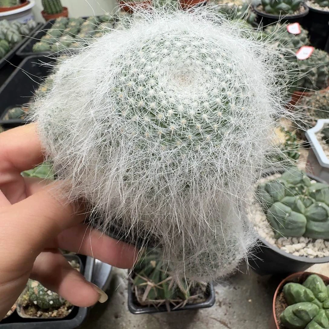 雪猿玉翁长毛带侧芽