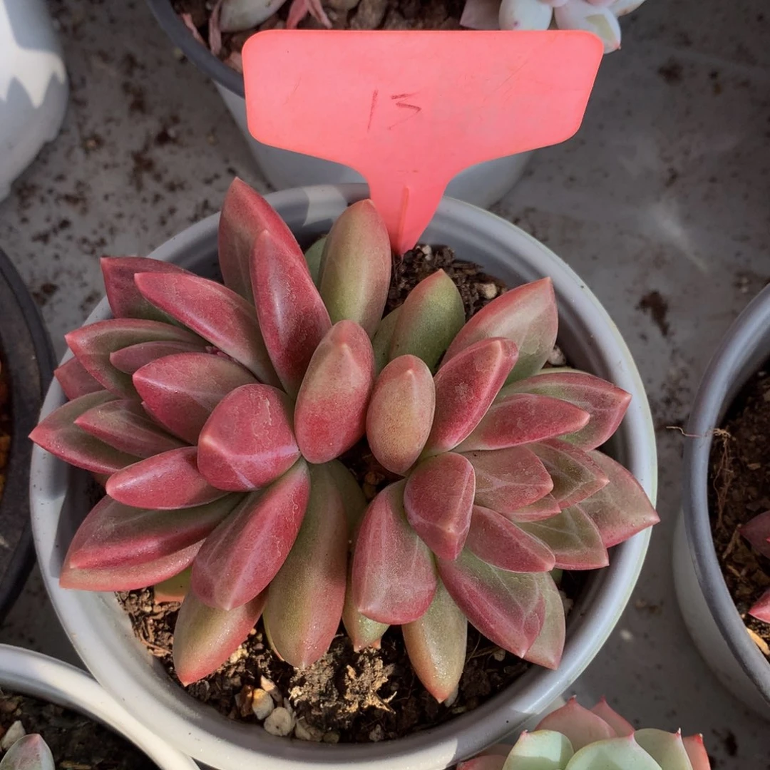 迷雾泡泡哦啊7727227722