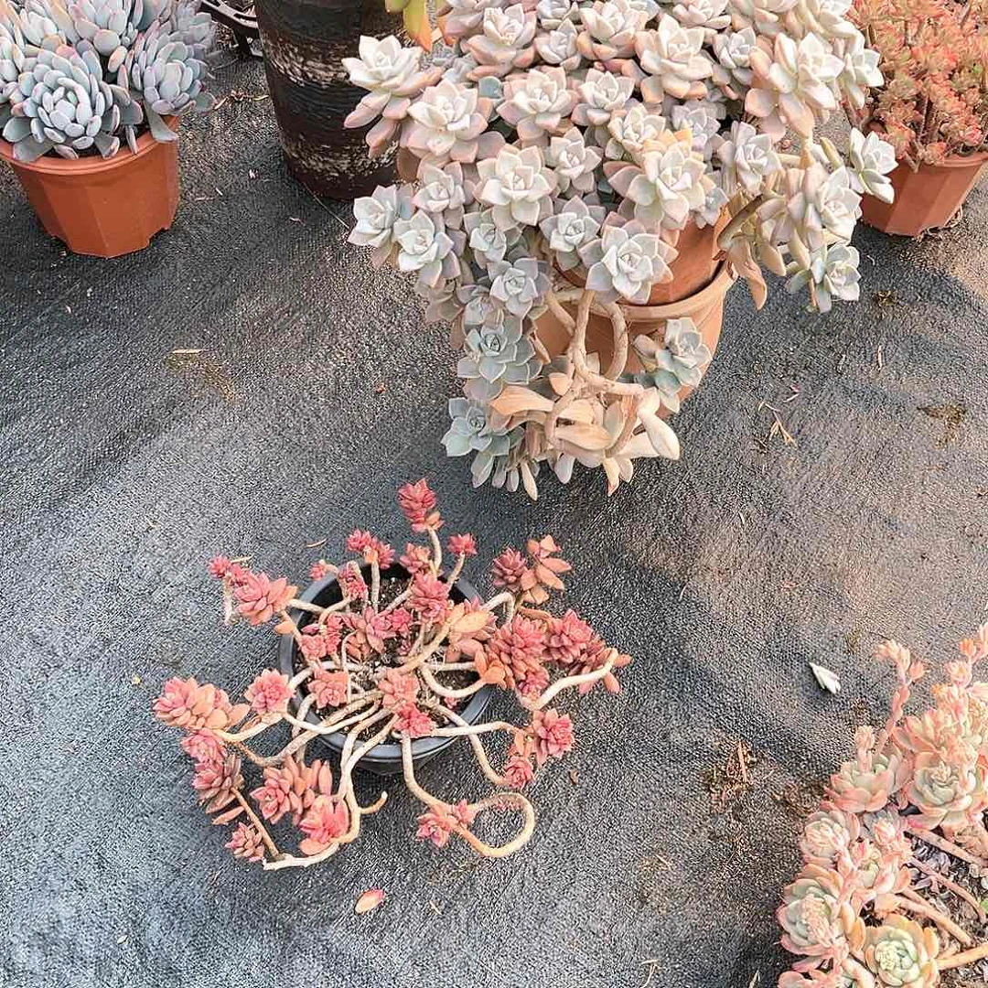 娘明月大14013大