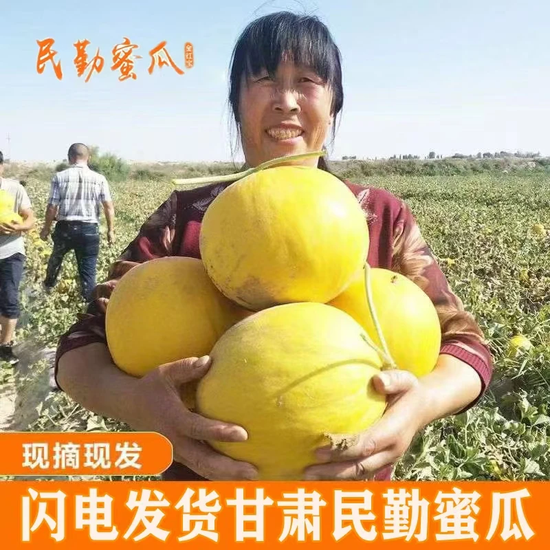 甘肃民勤沙漠黄金蜜瓜自然成熟新鲜采摘发货