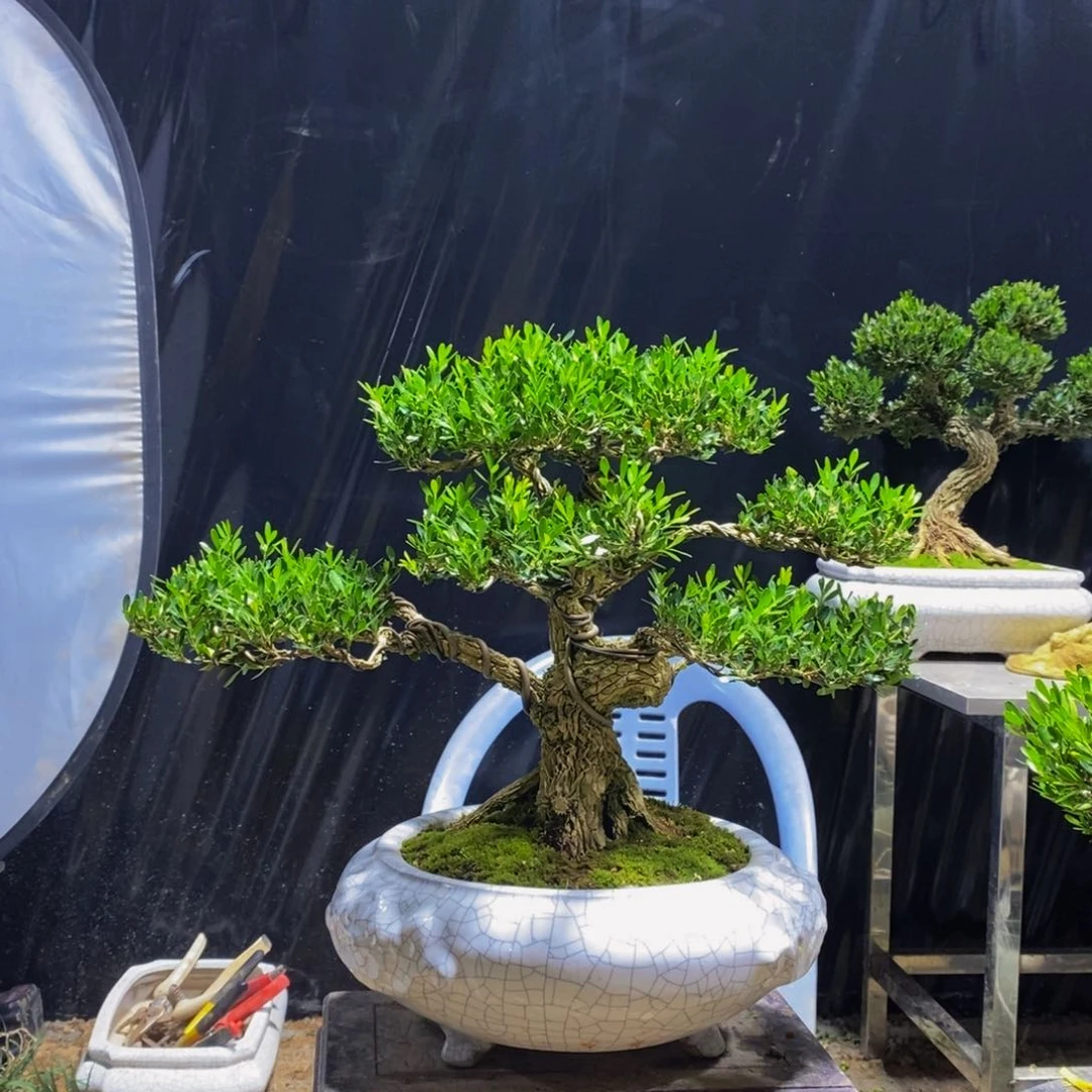 此***费绿植黄杨盆景雀舌软枝