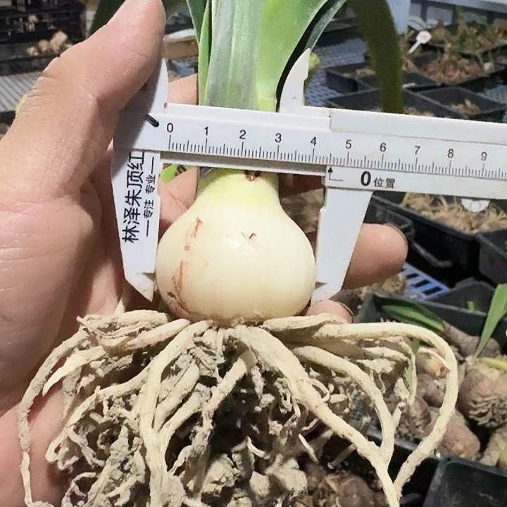 幸福泉源朱顶红一棵4.5