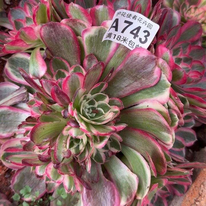 多肉法师咯哦润景多