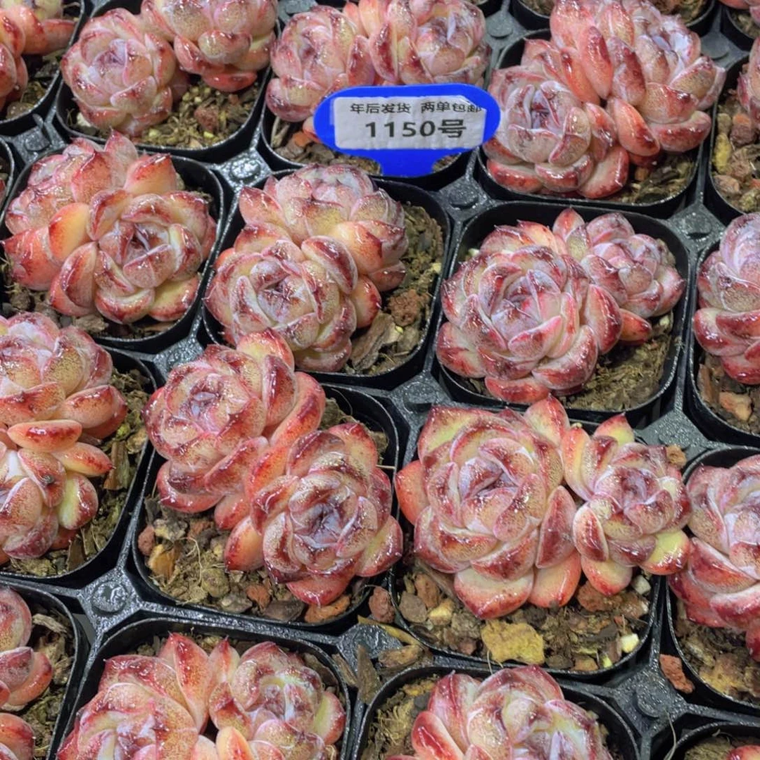 1150号 全状态黑橙双头起一个