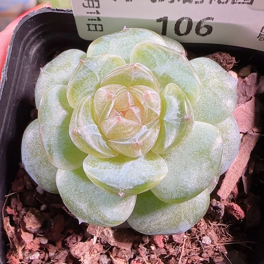 0911---106若画糖心珍妮