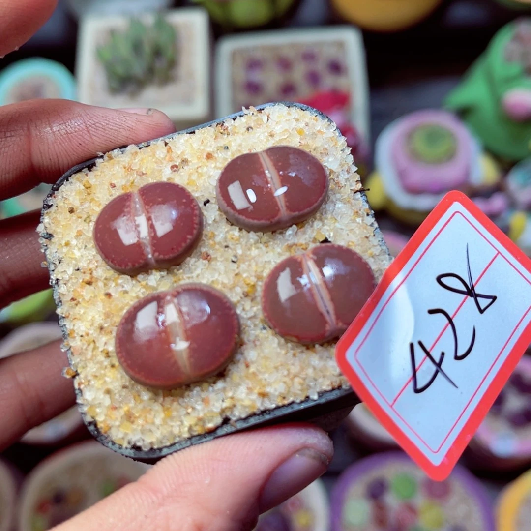 428生石花带盆发