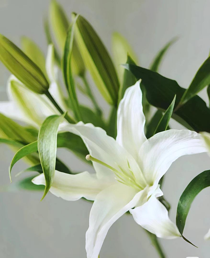 《白天鹅》白色单瓣香水百合 洁白高尚 香气迷人 产地直发 顺丰包邮