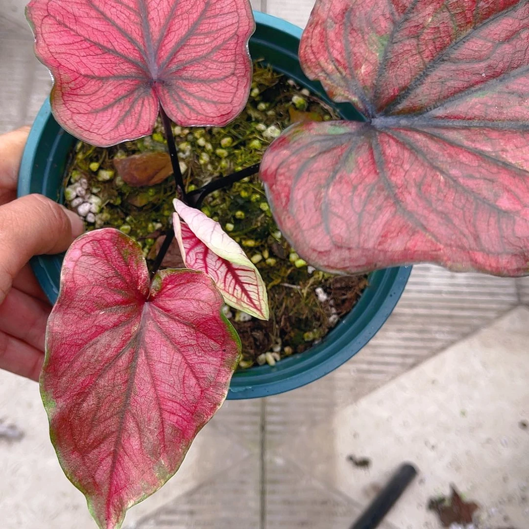 完全开放泰彩一物一拍3080