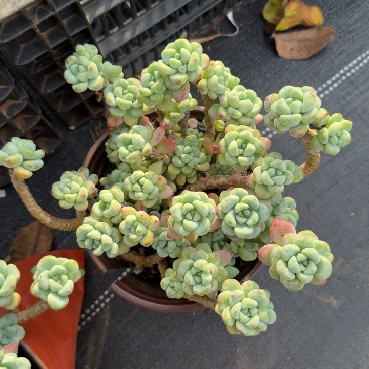 劳尔整装老桩群生