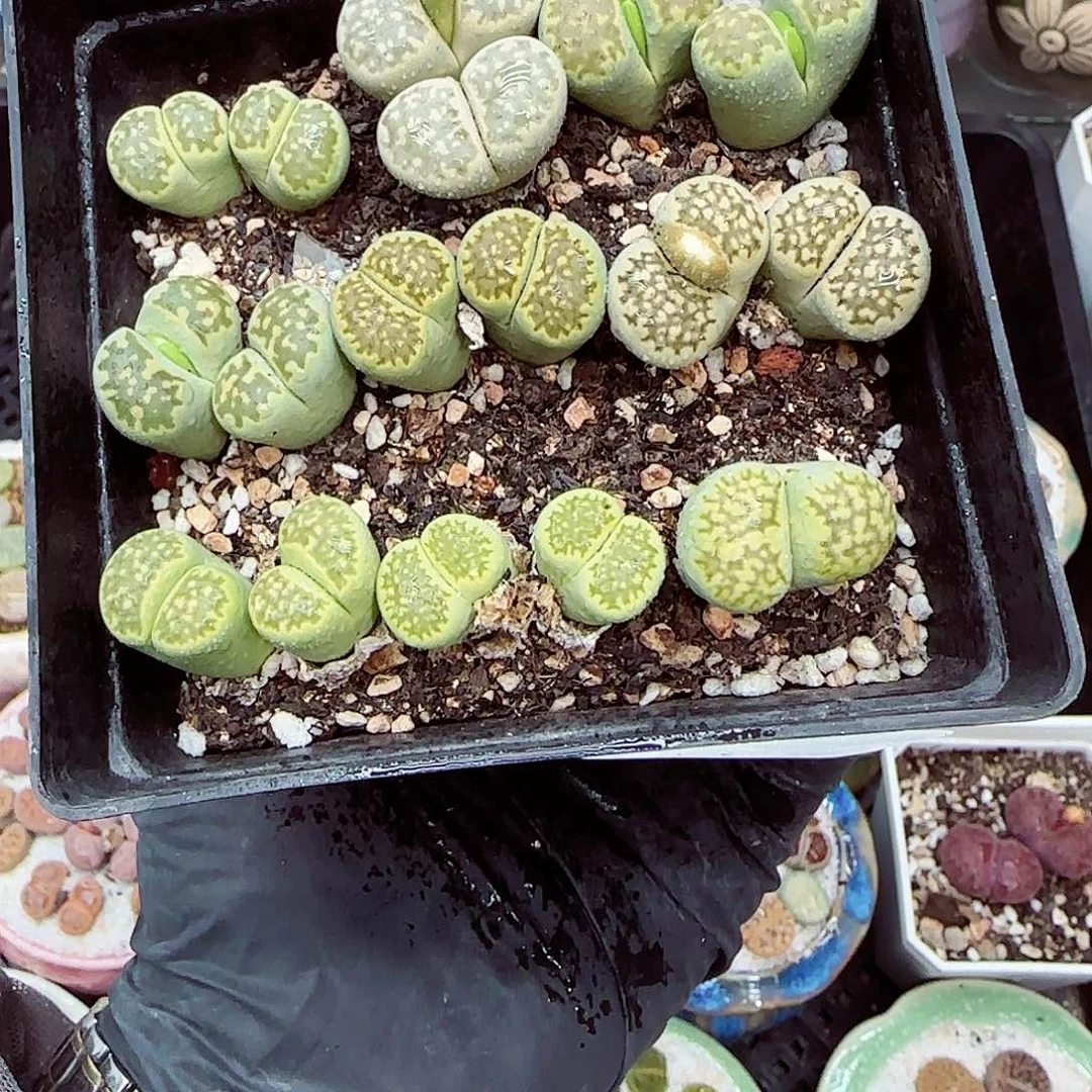 生石花满18包邮1127-155