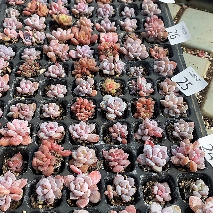 24-28 多肉植物盆栽花卉