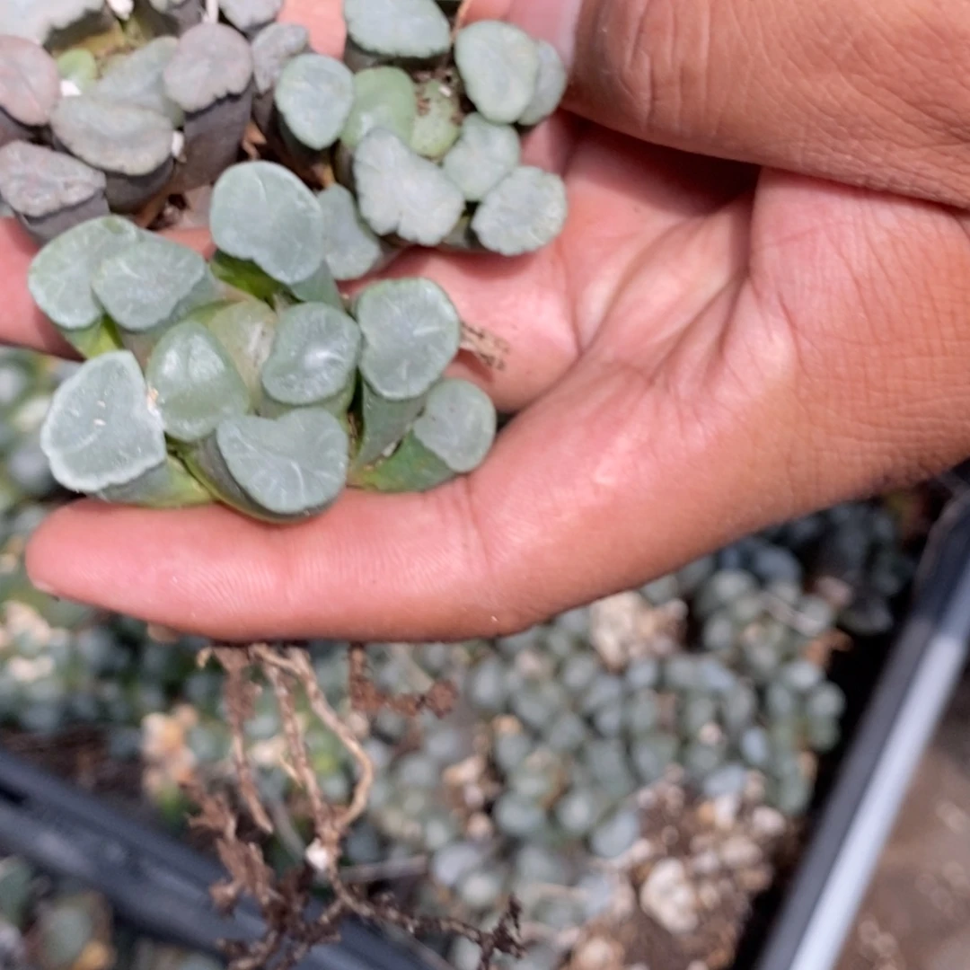 1666 一颗万象 超级618福利