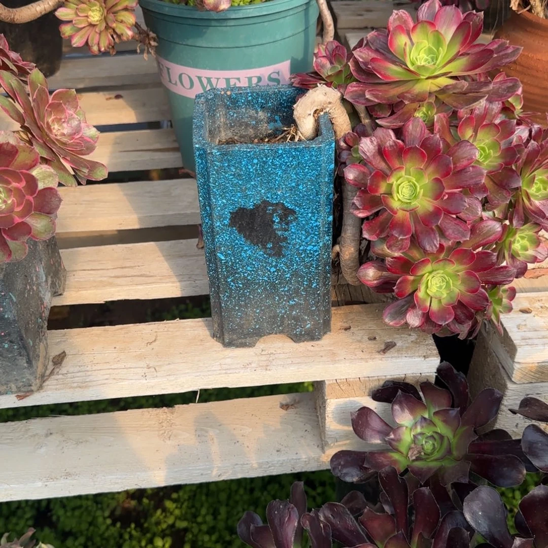 多肉植物法师安娜悬崖