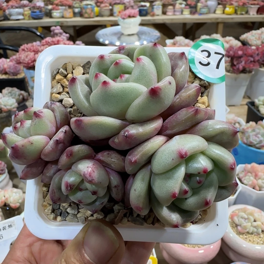 37号香槟老桩000000