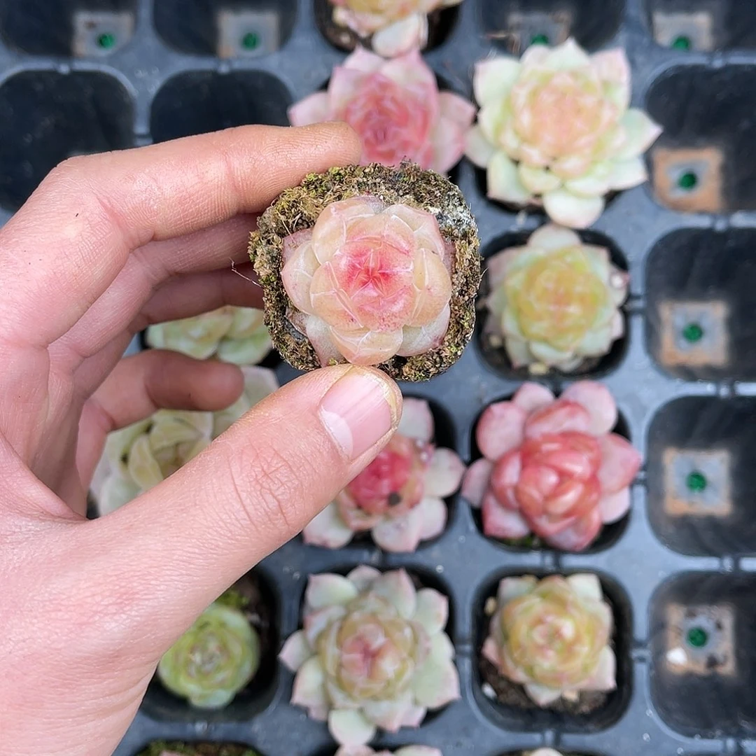 多肉一物一拍21-91