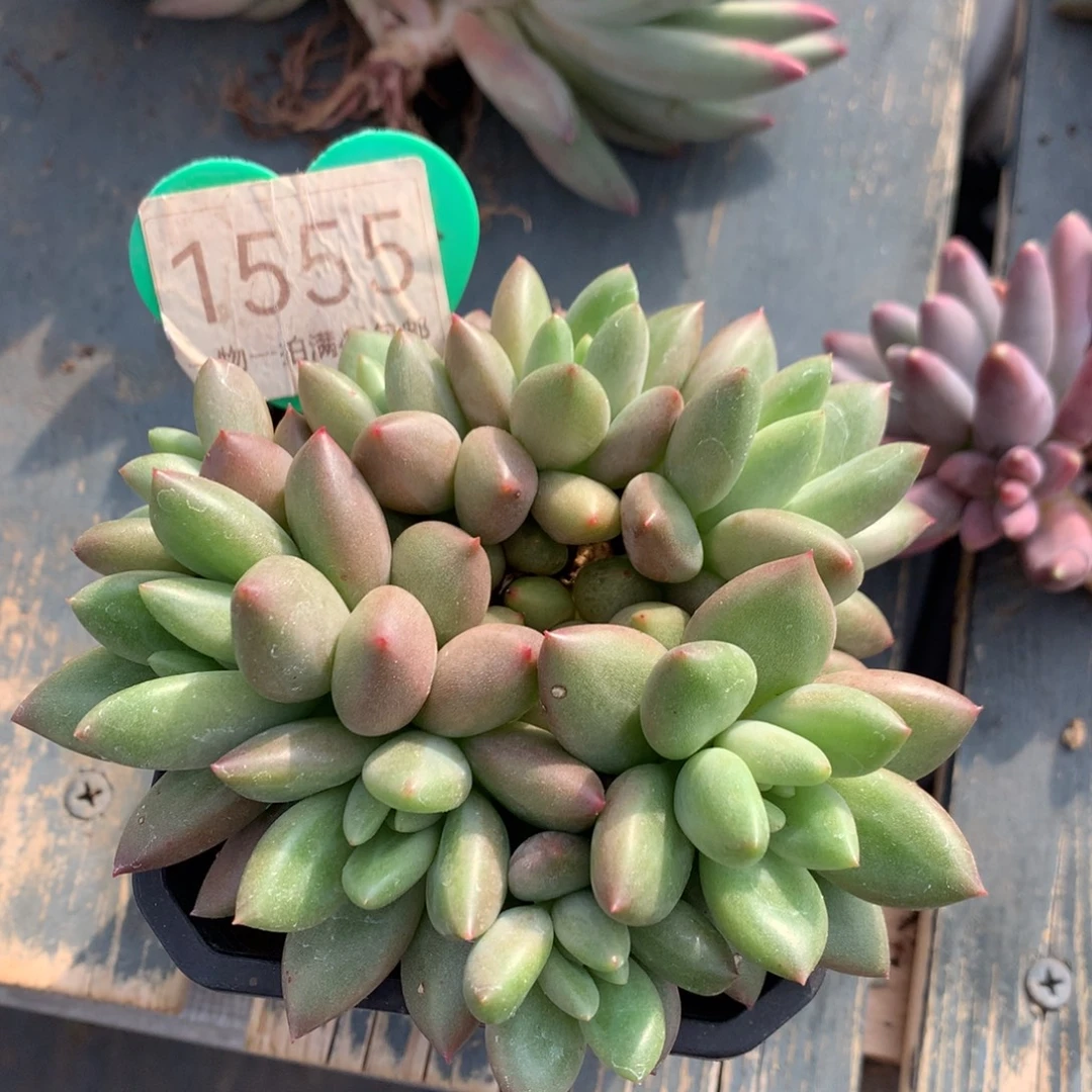 米其林无砍平头8头1555