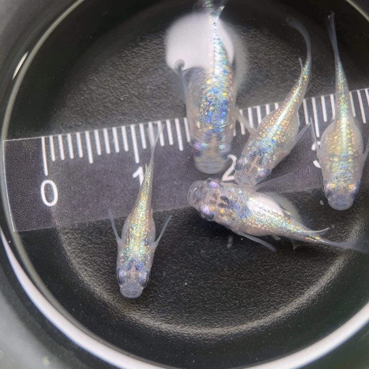 海水鱼短球体蓝宝石46号