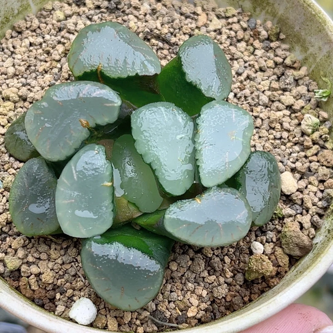 120红宝石万象福利专场