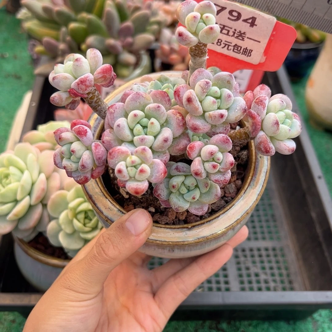 表妹精品多肉植物794.