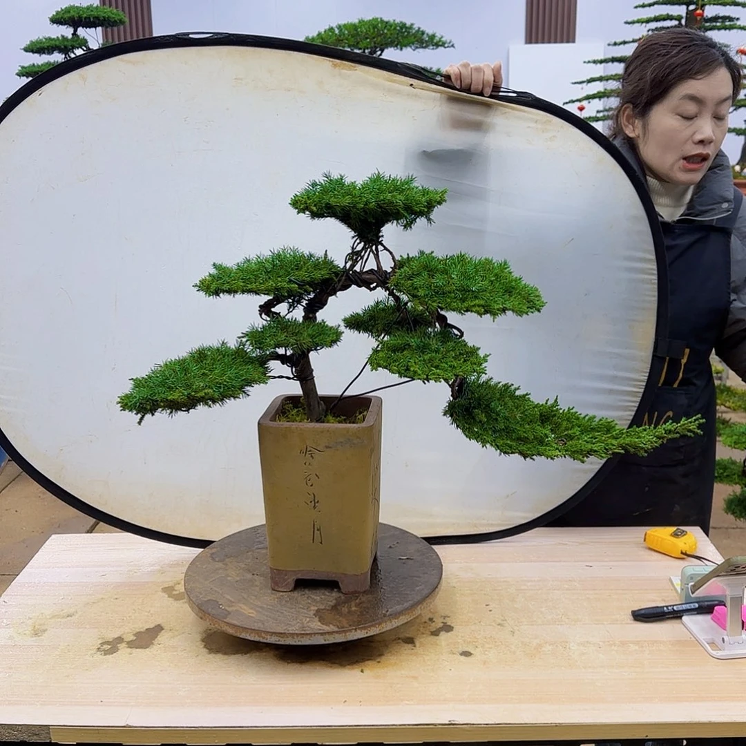 盆景直播间1️⃣物1️⃣拍