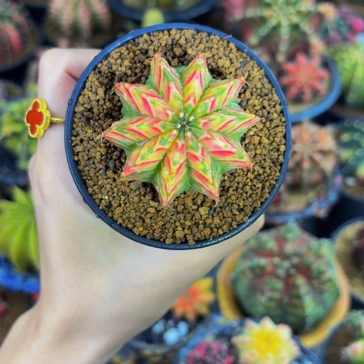 樱花肋骨锦000000002