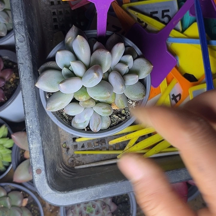 多肉植物胖体哥特337
