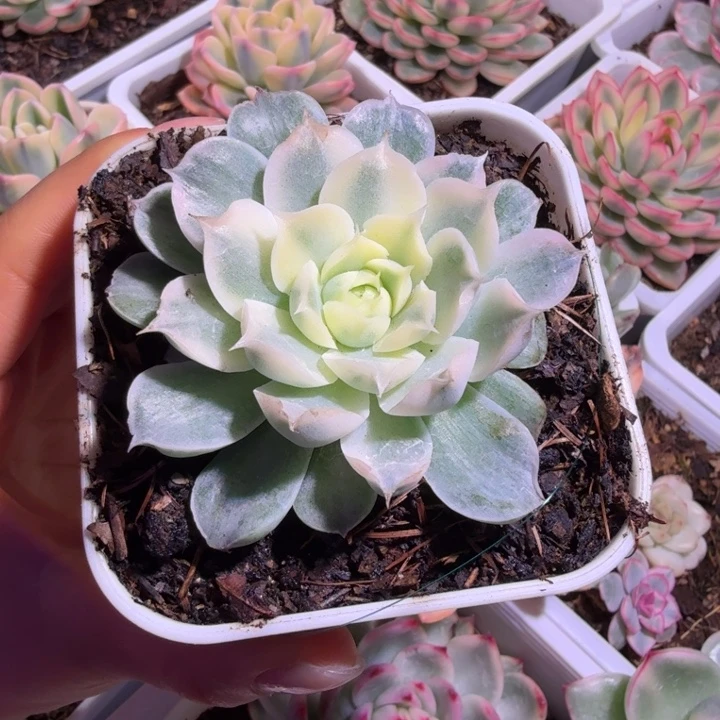 海琳娜锦多肉植物