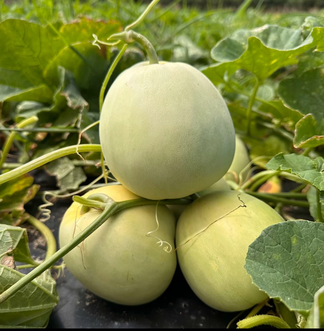 （顺丰包邮）湖南株洲本地乡里农家种植清甜香瓜梨瓜甜瓜现摘现发