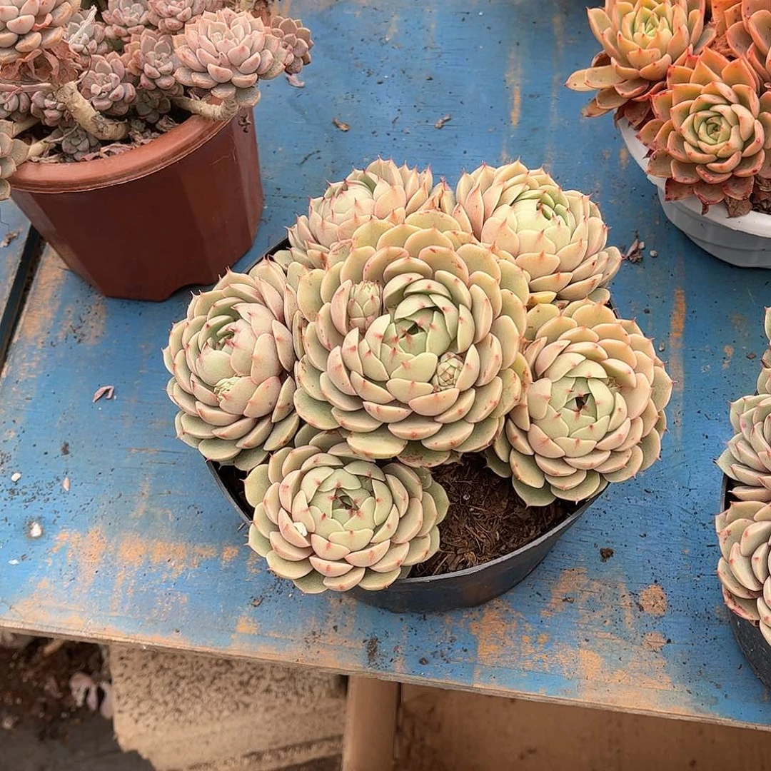 ?****?笨吧多肉植物5