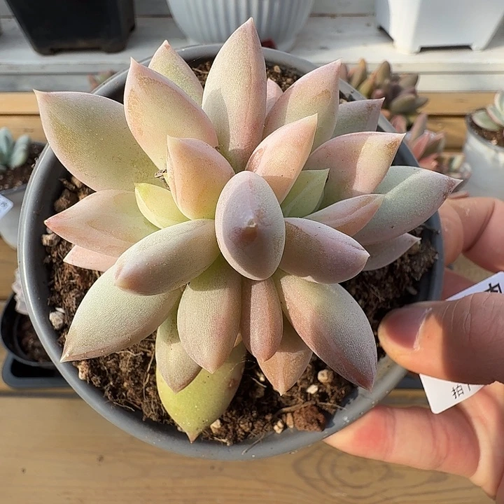 伊丽莎白111128-201