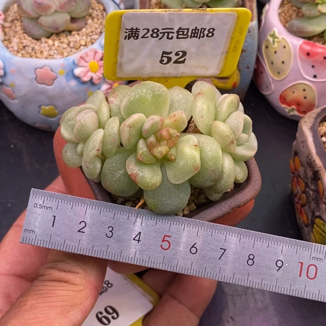 852开播福利，冰玉小树三头……