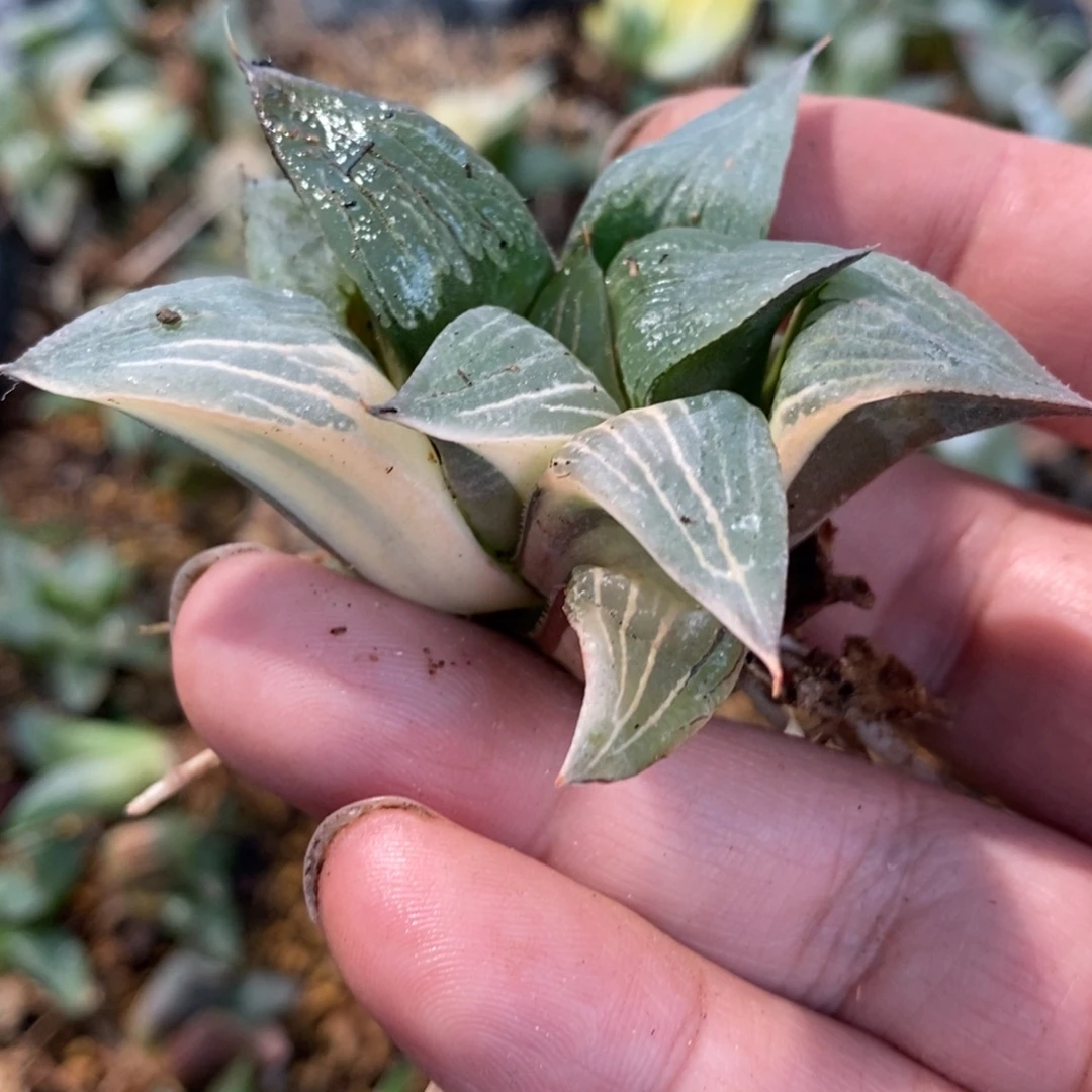 用***4964 一颗独立。